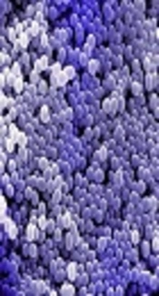 Reports of Vancomycin-Resistant <i>Staphylococcus aureus</i> from Middle East Countries