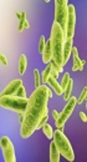 Cytokine Profiles in Acute Brucellosis, Compared with Those in Other Febrile Illnesses
