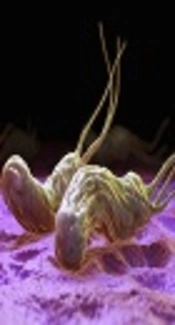 Nitazoxanide and Doxycycline Sensitivity Among Metronidazole Resistant <i>Helicobacter pylori</i> Isolates from Patients with Gastritis
