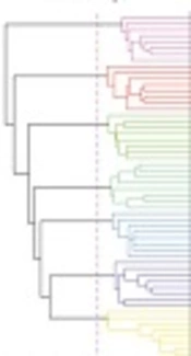 Candida auris: A New Emerging Fungal Monster