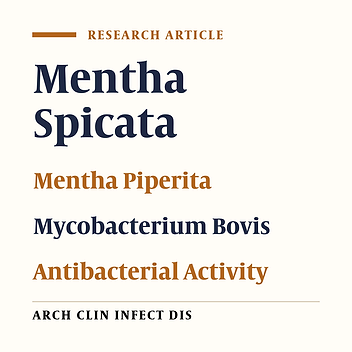 The Antimycobacterium Activity of Mentha Piperita and Menthe Spicata Ethanolic Extract Against Mycobacterium Bovis in Comparison with Isoniazid