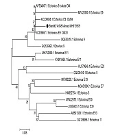 Detection of Enteroviruses in Children with Acute Diarrhea