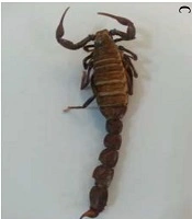 Comparison of Various Methods of Collecting Scorpions (Arachnida, Scorpiones) in Khuzestan Province, Southwestern Iran