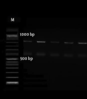 Cover image of the article: Alternation of HWP1 and PLB1 mRNA Expression Level in Progression of Candida albicans in Different Anatomical Sites