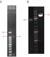 Molecular Cloning of a New Bi-Functional Fusion Protein of Clostridium perfringens Type A Alpha and Clostridium septicum Alpha Toxin Genes in E. coli
