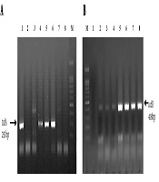 Archives of Clinical Infectious Diseases