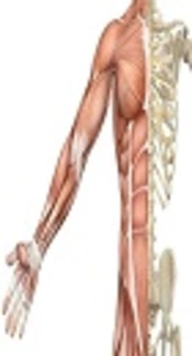 Cover image of the article: Skeletal Muscle Mass and Architecture of the World’s Strongest Raw Powerlifter: A Case Study