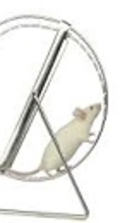 Resistance Training Decreases Lipid Content of Different Fat Deposits in Ovariectomized Rats
