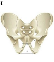 Cover image of the article: Anthropometric Study Via Digital X-Rays of the Obturator Foramen in Surgical Treatment of Urine Incontinence in the South-Western Adult Female Population of Iran