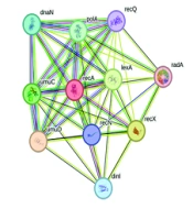 Cover image of the article: In Silico Study to Discover the Possible Mechanism of Herbal Components Against the SOS Induction and Mutagenesis