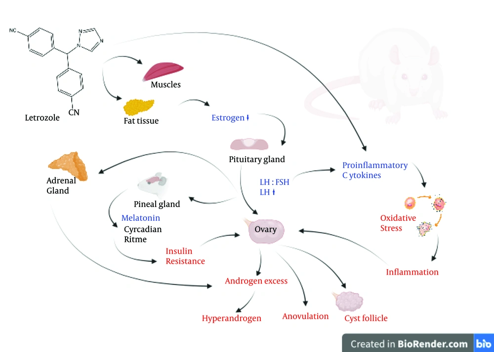 Mechanism of letrozole (LET) on rat polycystic ovary syndrome (PCOS) phenotype Mechanism of letrozole (LET) on rat polycystic ovary syndrome (PCOS) phenotype