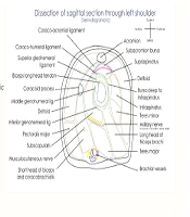 Cover image of the article: Sequence Graphics to Impart Drawing Skills in an Upper Extremity Anatomy Course