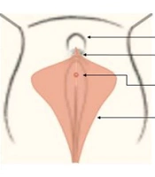 Labiagram: Schematic Design of the Labia Minora
