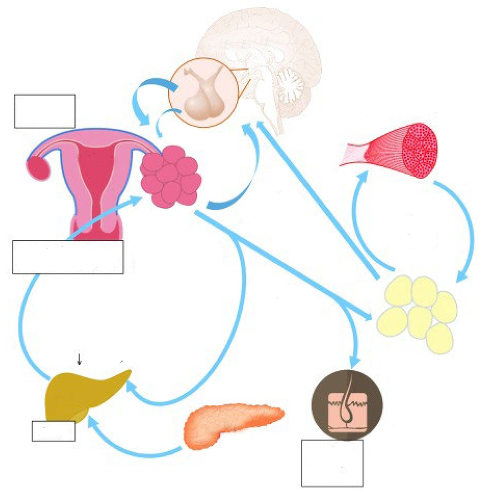 A schematic representation of some pathophysiological mechanisms of polycystic ovary syndrome (PCOS) (<a href="#A156503REF21">21</a>) A schematic representation of some pathophysiological mechanisms of polycystic ovary syndrome (PCOS) (<a href="#A156503REF21">21</a>)