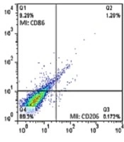 Effects of Training and Octopamine Supplementation on Expression of M1 and M2 Monocyte/Macrophage Surface Markers in White Adipose Tissue of Rats Poisoned with Deep-Fried Oil