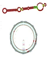Cover image of the article: MicroRNA Prediction in the FVIII Gene Locus: A Step Towards Hemophilia A Control
