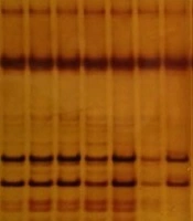 Gene, Cell and Tissue 