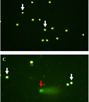 Gene Cell Tissue