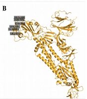 Cover image of the article: Genetic Path of the Emergence of SARS-CoV-2
