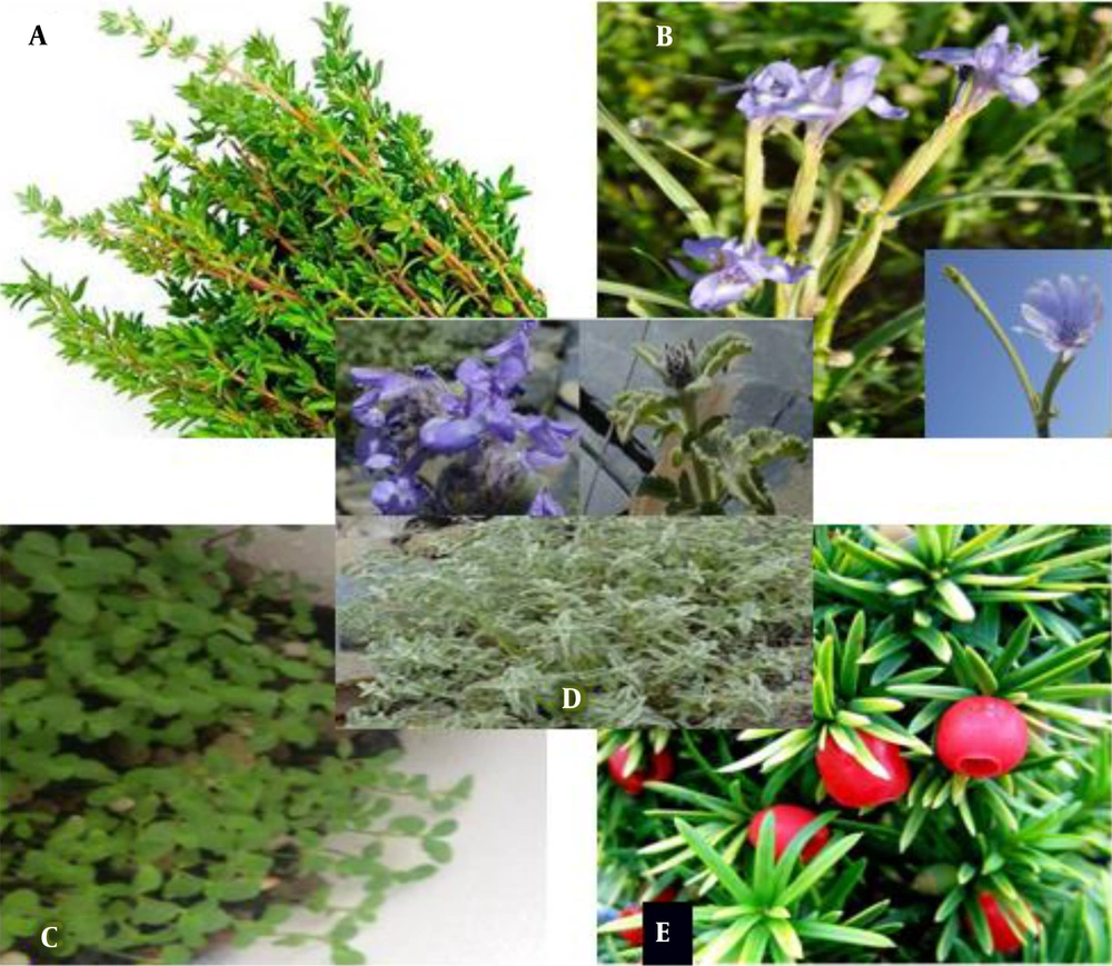 curry leaves plant near me Curry Leaf Plant – Evergreen Farm