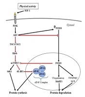 Cover image of the article: Activating the Protein Synthesis Signaling by HIIT Concomitant with the Suppression of Protein Degradation in Wistar Rats’ Skeletal Muscle