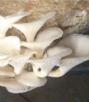 Production of Somatic Hybrids of Pleurotus florida Through Hyphae Anastomosis Fusion with Agaricus bisporus