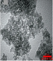 Cover image of the article: Neuroprotective Effects of Fe3O4 Nanoparticles Coated with Omega-3 as a Novel Drug for Recovery of Sciatic Nerve Injury in Rats