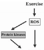 The Effect of Aerobic Exercise on Oxidative Stress in Skeletal Muscle Tissue: A Narrative Review