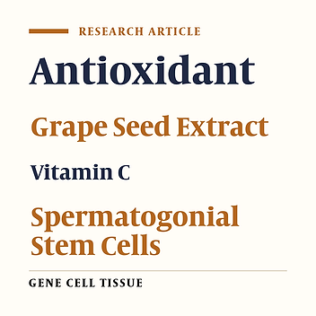 In Vitro Culture of Ovine Spermatogonial Stem Cells: Effects of Grape Seed Extracts and Vitamin C
