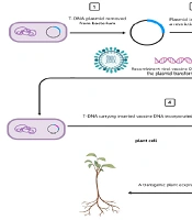 Increase Expression of HBsAg in Transgenic Potato Plants and Challenges of Vaccine Production in Transgenic Plants