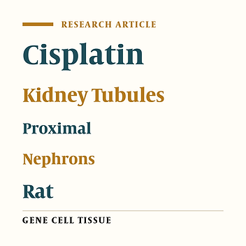 Histological Study of Toxic Effects of Cisplatin Single Dose Injection on Rat Kidney
