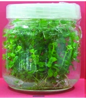Secondary Metabolite of Bacopa monnieri Under Plant Growth Regulators Treatment on Fibroblast and Cancer Cells