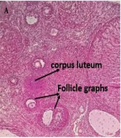 Evaluation of the Effects of Naringenin on the Hypothalamic mRNA Levels of nesfatin-1 and CRH in a Rat Model of PCOS