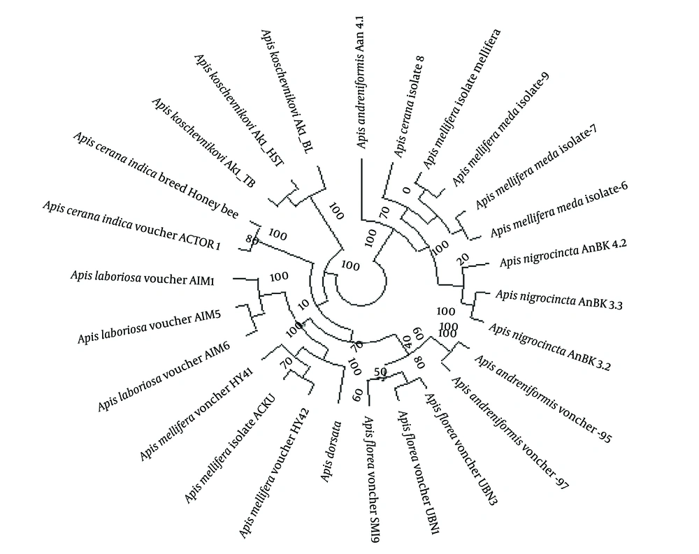 Phylogenetic tree of nucleotide sequences of cytochrome oxidase I (COI) genes in studied bee species (0.2 nucleotide substitution rate per position). Phylogenetic tree of nucleotide sequences of cytochrome oxidase I (COI) genes in studied bee species (0.2 nucleotide substitution rate per position).