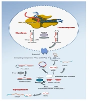 Exploring the Role of MiR-373 in Colorectal Cancer Development and Progression
