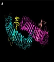 Prediction of the Effects of Non-synonymous SNPs of the FSHB Gene on Its Protein Structure and Function in Lori-Bakhtiari Goat