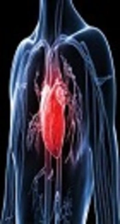 Cover image of the article: Gain-of-Function R990G Polymorphism of the Calcium-Sensing Receptor Gene: Gender-Related Effects in Patients with Coronary Heart Disease