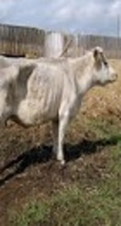 The Comparison of Bovine Fecal and Buffy Coat Samples for Diagnosis of Johne’s Disease Based on PCR