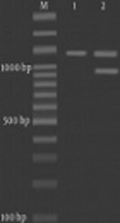 Phenotypic and Molecular Detection of β-lactamase Genes <i>bla</i><sub>TEM</sub>, <i>bla</i><sub>CTX</sub>, and <i>bla</i><sub>SHV</sub> Produced by <i>Salmonella</i> spp. Isolated from Poultry Meat
