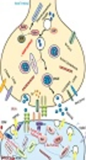 Cover image of the article: Novel Insight Into Intellectual Disability; A Review Article