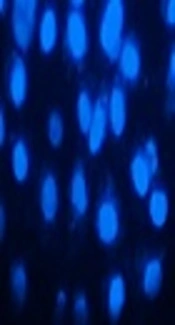 In Vitro Evaluation of the Biocompatibility and Stability of Fluorescent Dil Dye on Mouse Embryonic Fibroblast Cells