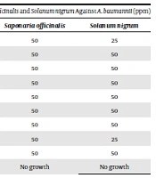 Investigation of Antimicrobial Activity of Solanum nigrum and Saponaria officinalis Extracts Against Acinetobacter baumannii
