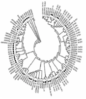 Phylogenetic Analysis of NS5B Region of Hepatitis C Genotype 3a Virus among Different Risk Groups in Iran
