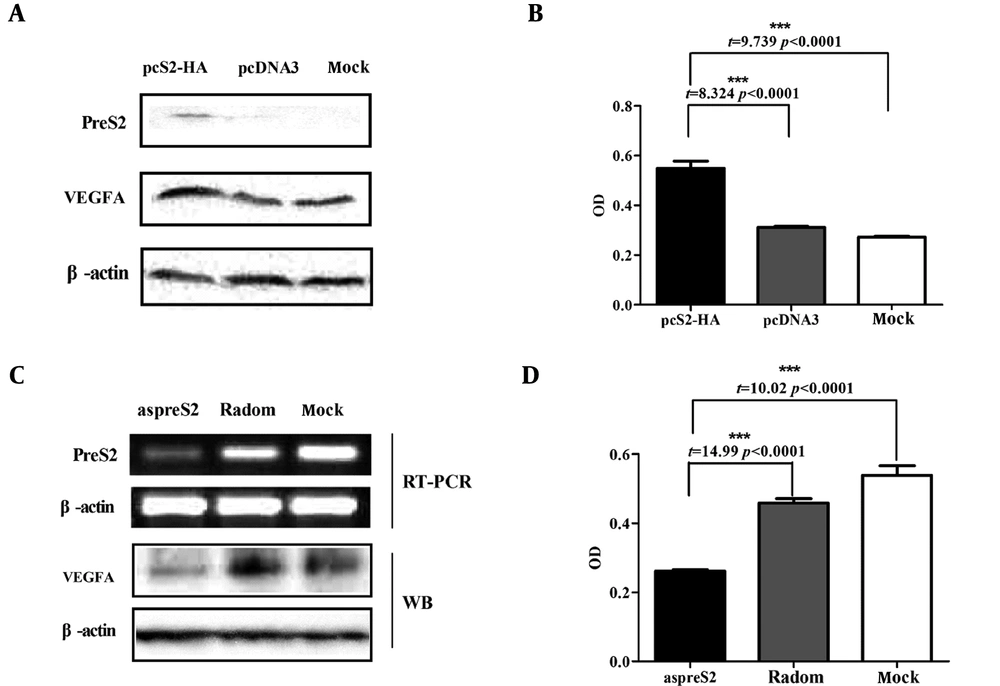Effect of preS2 on VEGFA expression in HCC cells and cell proliferation of HUVEC cells. A, Western blot was used to assay preS2 and VEGFA expression; B, the proliferation of HUVEC cells was promoted compared to the PS-rODNs group and mock group by using the CCK-8 assay (***, P < 0.0001); C, RTPCR was used to assay preS2 mRNA expression, and western blot was used to assay VEGFA expression; D, the proliferation of HUVEC cells was reduced compared to the PS-rODNs group and mock group by using the CCK-8 assay (***, P < 0.0001). Effect of preS2 on VEGFA expression in HCC cells and cell proliferation of HUVEC cells. A, Western blot was used to assay preS2 and VEGFA expression; B, the proliferation of HUVEC cells was promoted compared to the PS-rODNs group and mock group by using the CCK-8 assay (***, P < 0.0001); C, RTPCR was used to assay preS2 mRNA expression, and western blot was used to assay VEGFA expression; D, the proliferation of HUVEC cells was reduced compared to the PS-rODNs group and mock group by using the CCK-8 assay (***, P < 0.0001).