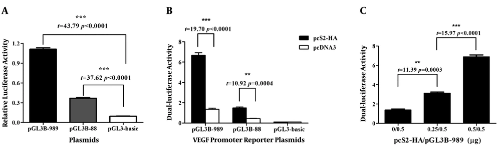 Transcriptional activation of preS2 on VEGFA promoter. A, Promoter activities of pGL3B-989 and pGL3B88 plasmids compared to pGL3-basic; B, promoter activities of pGL3B-989 and pGL3B-88 were increased by pcS2-HA; C, dose-dependent transactivation of preS2 on VEGFA promoter. 0, 0.25, and 0.5 mg pcS2-HA plasmids were co-transfected with 0.5 mg pGL3B-989 and 20 ng pRL-TK plasmids into HepG2 (means ± SD represents three separate experiments, **, P < 0.0001, ***, P < 0.0001). Transcriptional activation of preS2 on VEGFA promoter. A, Promoter activities of pGL3B-989 and pGL3B88 plasmids compared to pGL3-basic; B, promoter activities of pGL3B-989 and pGL3B-88 were increased by pcS2-HA; C, dose-dependent transactivation of preS2 on VEGFA promoter. 0, 0.25, and 0.5 mg pcS2-HA plasmids were co-transfected with 0.5 mg pGL3B-989 and 20 ng pRL-TK plasmids into HepG2 (means ± SD represents three separate experiments, **, P < 0.0001, ***, P < 0.0001).
