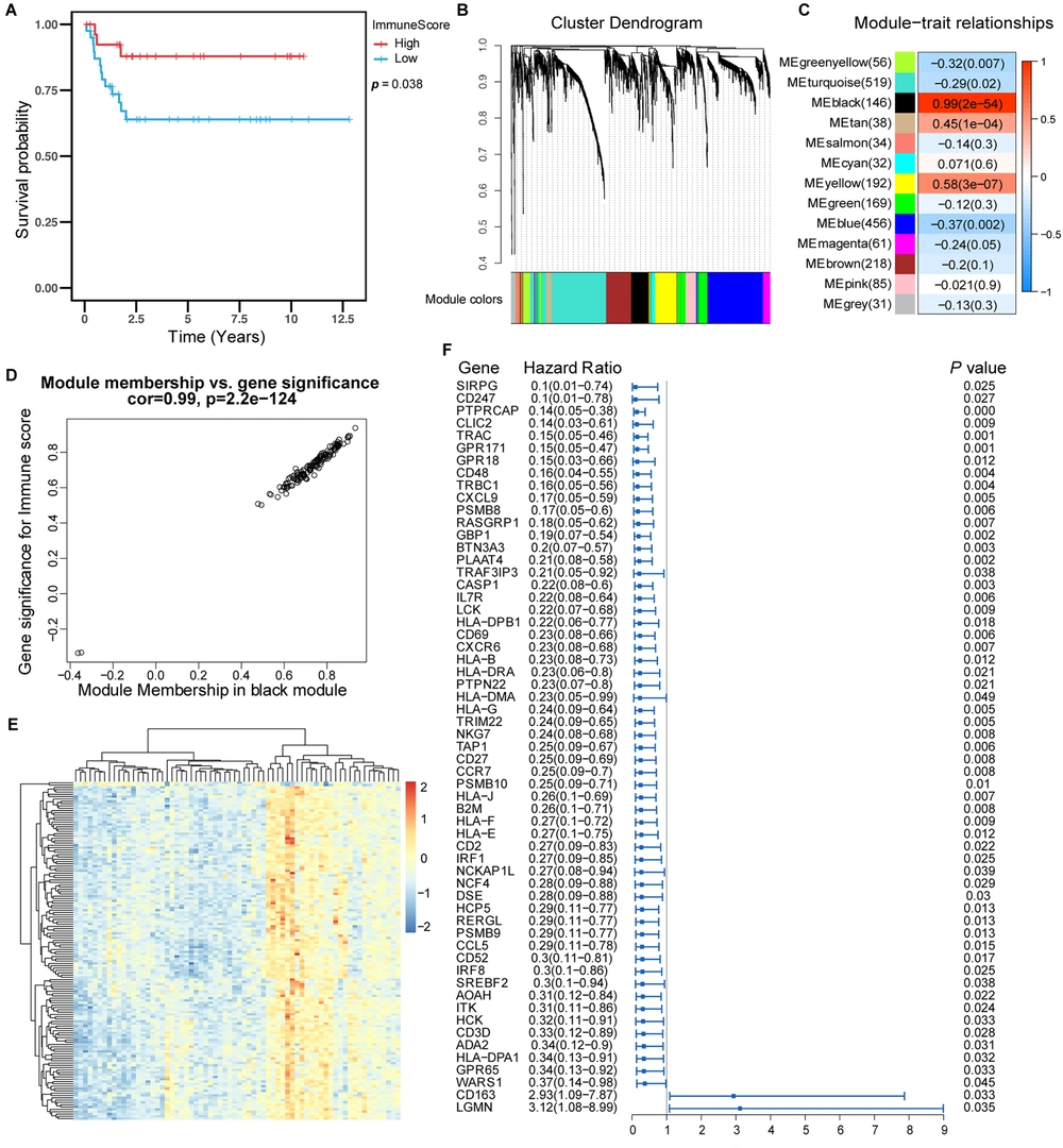 Prognostic value of immune score and identification of immune-related genes. (A) Kaplan-Meier curves showed that in the GSE75271, E-MAXP-1851 cohort, patients with higher immune scores had longer OS than patients with lower immune scores. (B) WGCNA identified 13 modules by unsupervised clustering. (C) The black module had the highest correlation with the immune score (r = 0.99, P = 2e-54), and the black module gene was called the immune score-related gene. (D) The gene significance and module membership of the genes in the black module exhibited a high correlation. (F) The forest plot with a hazard ratio for the genes of the univariable model in the black module. The hazard ratio below one indicated that a gene was negatively associated with the event probability and thus positively associated with survival time. The box size was based on precision, and the x-axis had a logarithmic scale (a bigger box size represented a more precise confidence interval (95% CI)). Prognostic value of immune score and identification of immune-related genes. (A) Kaplan-Meier curves showed that in the GSE75271, E-MAXP-1851 cohort, patients with higher immune scores had longer OS than patients with lower immune scores. (B) WGCNA identified 13 modules by unsupervised clustering. (C) The black module had the highest correlation with the immune score (r = 0.99, P = 2e-54), and the black module gene was called the immune score-related gene. (D) The gene significance and module membership of the genes in the black module exhibited a high correlation. (F) The forest plot with a hazard ratio for the genes of the univariable model in the black module. The hazard ratio below one indicated that a gene was negatively associated with the event probability and thus positively associated with survival time. The box size was based on precision, and the x-axis had a logarithmic scale (a bigger box size represented a more precise confidence interval (95% CI)).