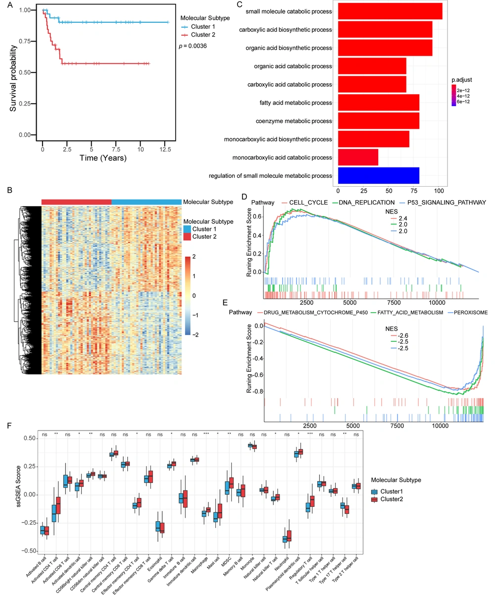 Identification of molecular subtypes based on immune score-related genes. (A) Kaplan-Meier curves were used to evaluate survival differences between the two molecular subtypes. (B) Differently expression genes between the two molecular subtypes. (C) GO analysis. Red to blue indicated the number of p adjusted from large to small, and the length of the bar graph indicated the number of genes enriched. (D) Up-regulated pathways in GSEA analysis. (E) Down-regulated pathways in GSEA analysis. (F) The difference in the distribution of immune cells between subtype 1 and subtype 2. Identification of molecular subtypes based on immune score-related genes. (A) Kaplan-Meier curves were used to evaluate survival differences between the two molecular subtypes. (B) Differently expression genes between the two molecular subtypes. (C) GO analysis. Red to blue indicated the number of p adjusted from large to small, and the length of the bar graph indicated the number of genes enriched. (D) Up-regulated pathways in GSEA analysis. (E) Down-regulated pathways in GSEA analysis. (F) The difference in the distribution of immune cells between subtype 1 and subtype 2.