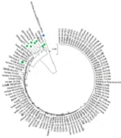 Detection and Quantification of Hepatitis B Virus Genomes in Peripheral Blood Mononuclear Cells of Chronic Hepatitis B Virus Infection, Cirrhosis, and Hepatocellular Carcinoma Patients