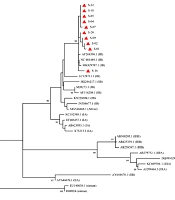 Detection and Phylogenetic Analysis of Hepatitis A Virus in the Wastewater Treatment Plant of Ekbatan Town in Tehran, Iran