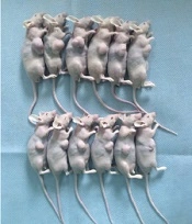 Cover image of the article: Inhibitory Effects of Gabapentin on the Proliferation and Cell Motility of Hepatocellular Carcinoma Cells